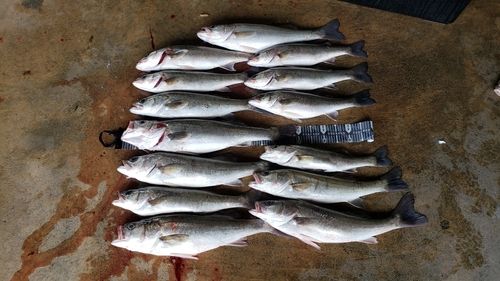 シーバスの釣果