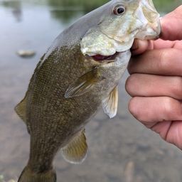 スモールマウスバス