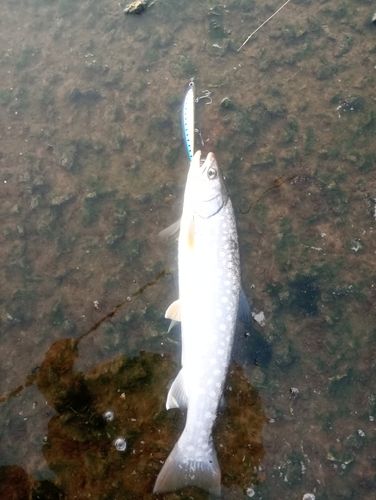 アメマスの釣果