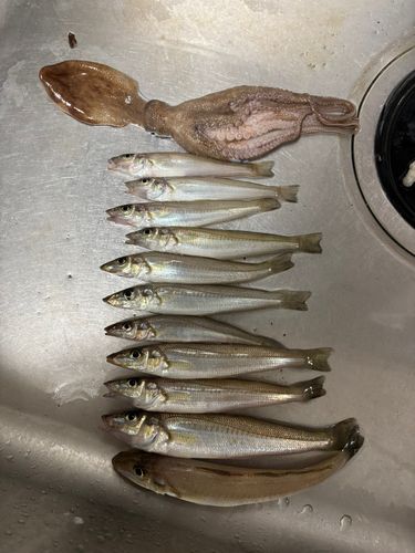 キスの釣果