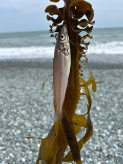 キスの釣果