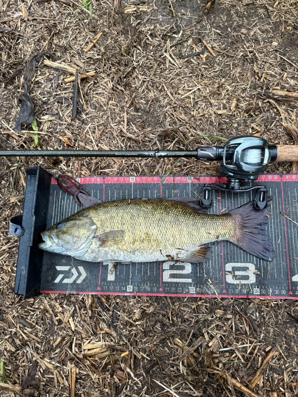 スモールマウスバス