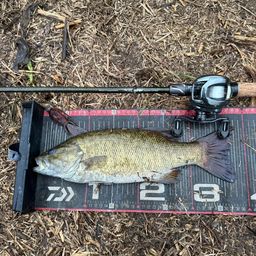 スモールマウスバス