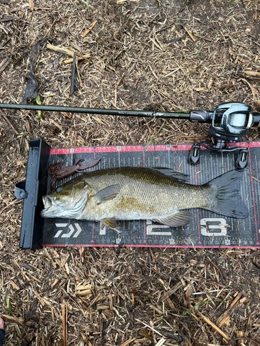 スモールマウスバスの釣果