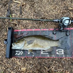 スモールマウスバス