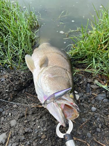 バラマンディの釣果