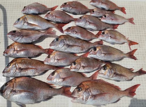 マダイの釣果
