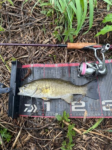 スモールマウスバスの釣果