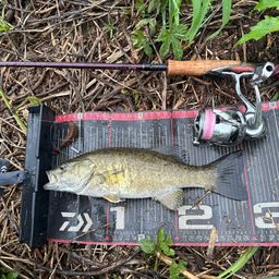 スモールマウスバス