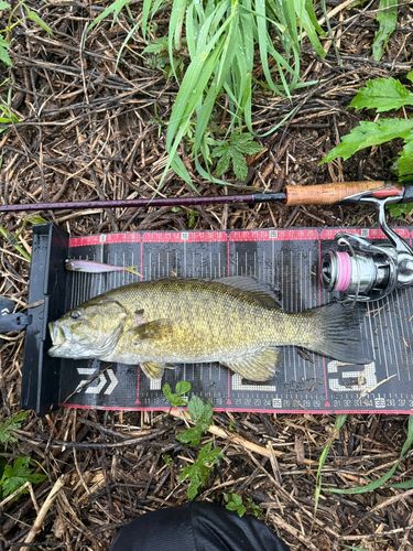スモールマウスバスの釣果