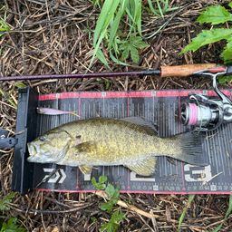 スモールマウスバス