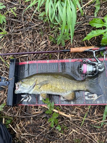 スモールマウスバスの釣果
