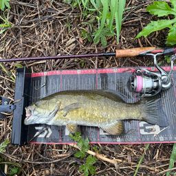 スモールマウスバス