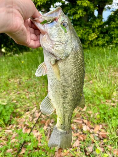 ブラックバスの釣果