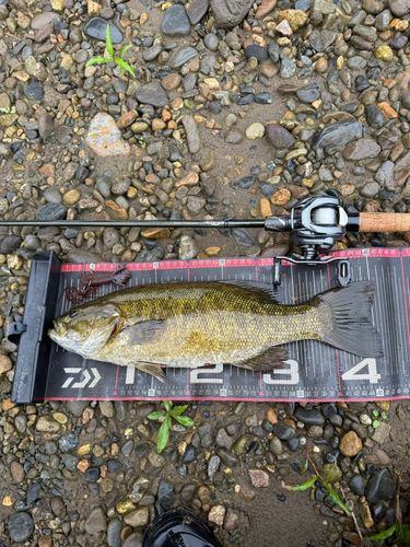 スモールマウスバスの釣果