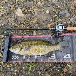 スモールマウスバス