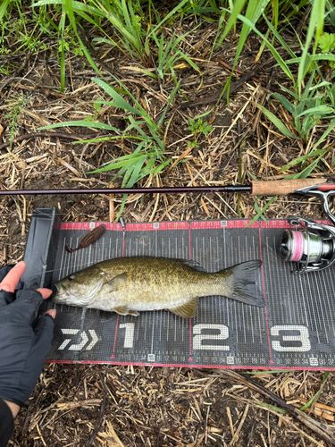 スモールマウスバスの釣果