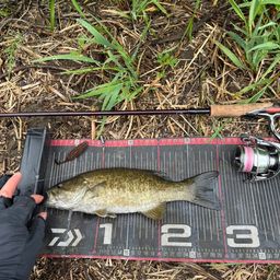 スモールマウスバス