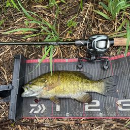 スモールマウスバス