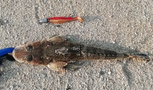 ワニゴチの釣果