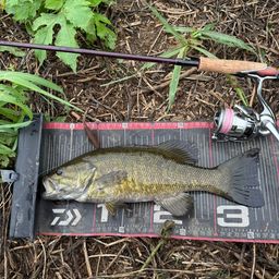 スモールマウスバス