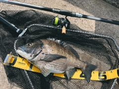 チヌの釣果
