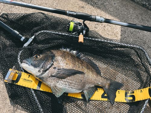 チヌの釣果
