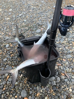 サゴシの釣果