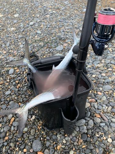 サゴシの釣果