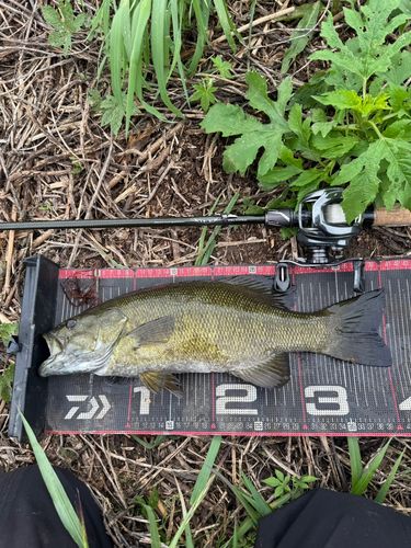 スモールマウスバスの釣果