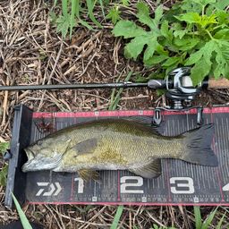 スモールマウスバス