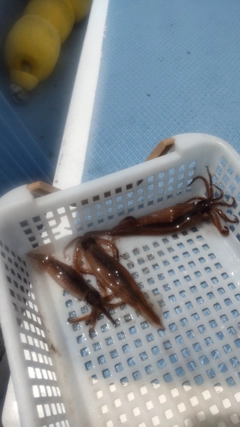 ムギイカの釣果