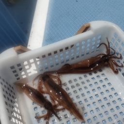 ムギイカ