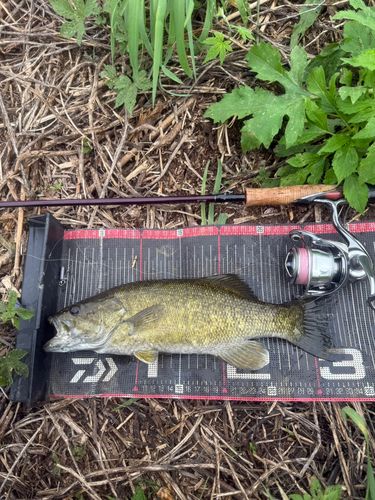 スモールマウスバスの釣果