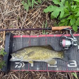 スモールマウスバス