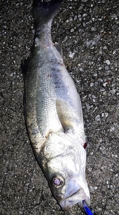 フッコ（ヒラスズキ）の釣果
