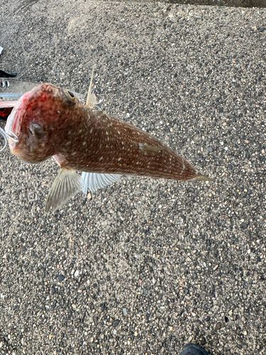エソの釣果