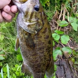 スモールマウスバス