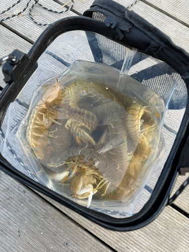 シャコエビの釣果