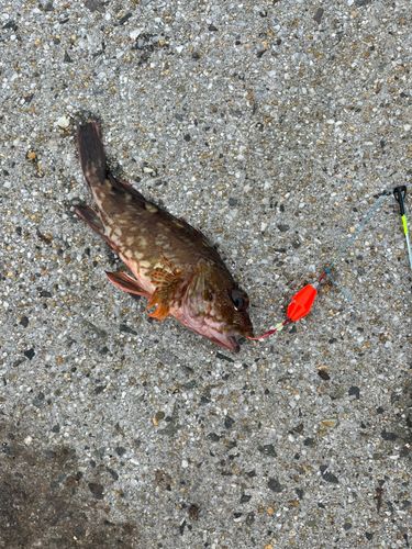 カサゴの釣果