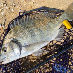 ミナミクロダイ