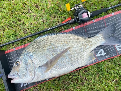オキナワキチヌの釣果