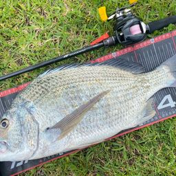 オキナワキチヌ