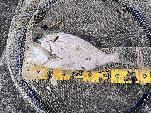 ヘダイの釣果