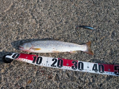 ウミアメの釣果
