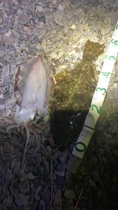 ヒラメの釣果