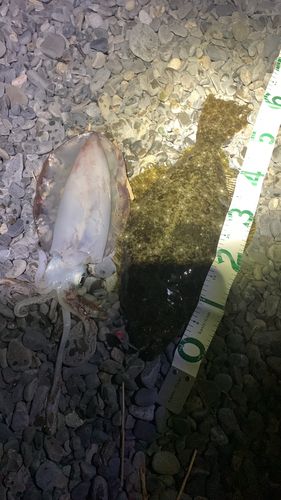ヒラメの釣果