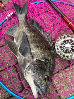 チヌの釣果