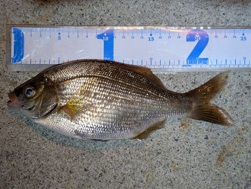 ウミタナゴの釣果