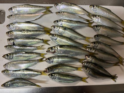 サッパの釣果